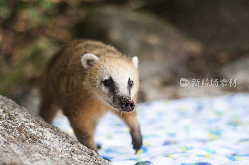 巴西海滩上的小浣熊(Quati, Nasua Nasua)。